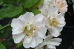Maid Marion rose photo