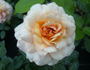 Marjolaine ® rose photo