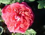 Maurice Lepelletier rose photo