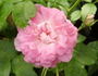 Madame Auguste Nonin rose photo