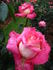 Cliché rose photo