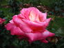 Cliché rose photo