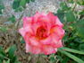 Fancy Amazone rose photo