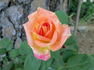 Pocahontas rose photo