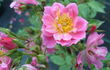 Summer Sunset rose photo