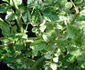 R. wichurana variegata rose photo