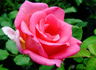 Elizabeth of York rose photo