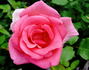 Elizabeth of York rose photo