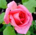 Elizabeth of York rose photo