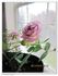 Vi's Violet™ rose photo