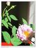Vi's Violet™ rose photo