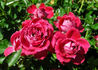 Pink Twist rose photo