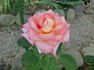 Laguna rose photo