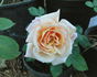 Feu Joseph Looymans rose photo
