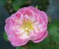 Guirlande Rose rose photo