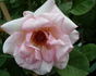 Madame Butterfly, Cl. rose photo