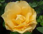 Yellow Queen Elizabeth rose photo