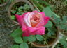 Fitzhugh's Diamond rose photo