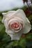 Ganges Mist ™ rose photo