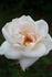 Ganges Mist ™ rose photo