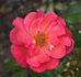 Schleswig 87 rose photo