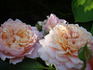 Festival des Jardins de Chaumont ® rose photo