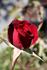 Jardinero Ortiz rose photo