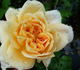 Schoolgirl rose photo