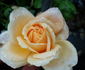 Schoolgirl rose photo