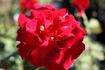 Jardinero Ortiz rose photo