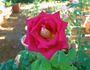Magic Beauty rose photo