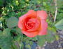 Outrageous ™ rose photo
