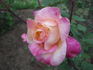 Madame Rose Romarin rose photo