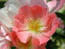 Rachel Bowes Lyon rose photo