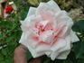 Symphony rose photo
