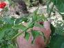 Symphony rose photo