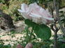 Symphony rose photo