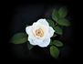 Ivory Palace rose photo