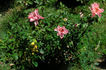 Halo Dolly rose photo
