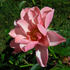 Halo Dolly rose photo