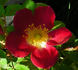 Star Delight rose photo