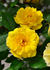 Golden Gardens rose photo