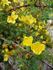 R. ecae rose photo