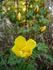 R. ecae rose photo
