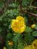R. ecae rose photo