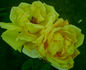 Cilly Michel rose photo
