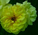 Frau Felberg-Leclerc rose photo