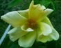 Goldenes Mainz rose photo