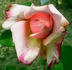 Madame Edouard Estaunié rose photo