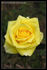 First Gold rose photo